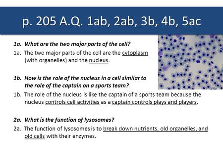 P. 205 A.Q. 1ab, 2ab, 3b, 4b, 5ac 1a. What are the two major parts of the cell? 1a. The two major parts of the cell are the cytoplasm (with organelles)