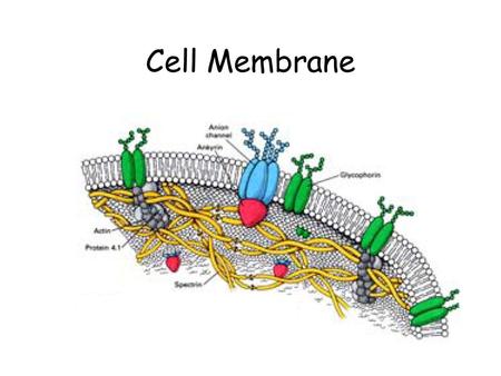 Cell Membrane.