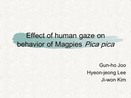 Effect of human gaze on behavior of Magpies Pica pica Gun-ho Joo Hyeon-jeong Lee Ji-won Kim.