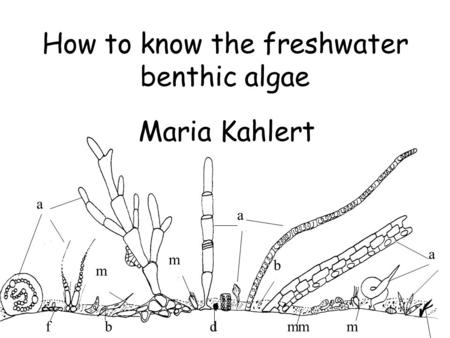 A a a m m m mm b bfd How to know the freshwater benthic algae Maria Kahlert.