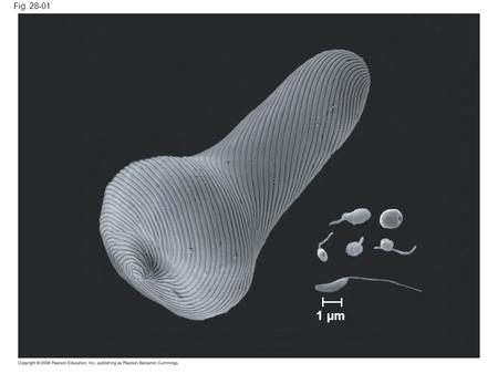 Fig. 28-01 1 µm. Fig. 28-03a Green algae Amoebozoans Opisthokonts Alveolate s Stramenopiles Diplomonads Parabasalids Euglenozoans Dinoflagellates Apicomplexan.