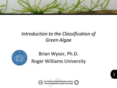 1 Introduction to the Classification of Green Algae Brian Wysor, Ph.D. Roger Williams University.