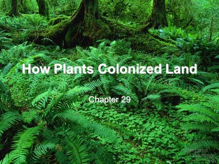 How Plants Colonized Land