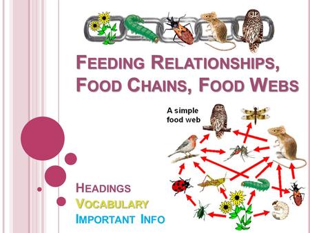 F EEDING R ELATIONSHIPS, F OOD C HAINS, F OOD W EBS V OCABULARY F EEDING R ELATIONSHIPS, F OOD C HAINS, F OOD W EBS H EADINGS V OCABULARY I MPORTANT I.