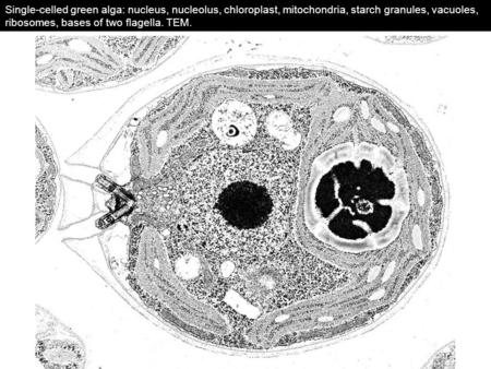 Single-celled green alga: nucleus, nucleolus, chloroplast, mitochondria, starch granules, vacuoles, ribosomes, bases of two flagella. TEM.