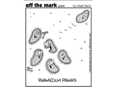 Eukaryotes that are not plants, animals, or fungi have traditionally been called protists. The term does not describe a formal taxonomic group, but is.