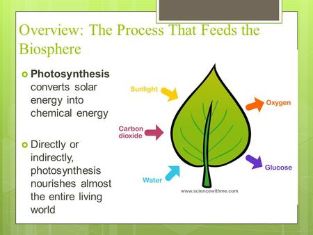 Overview: The Process That Feeds the Biosphere