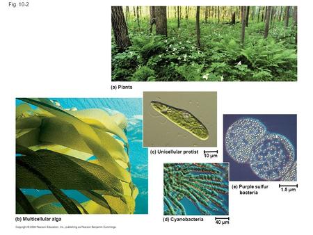 Fig. 10-2 (a) Plants (c) Unicellular protist 10 µm 1.5 µm 40 µm (d) Cyanobacteria (e) Purple sulfur bacteria (b) Multicellular alga.