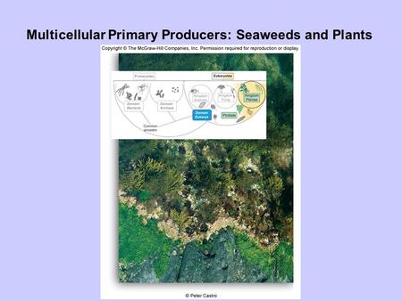 Multicellular Primary Producers: Seaweeds and Plants