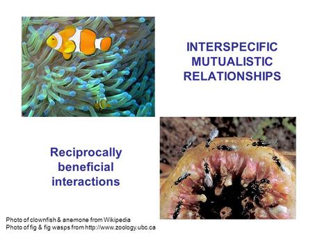 INTERSPECIFIC MUTUALISTIC RELATIONSHIPS Photo of clownfish & anemone from Wikipedia Photo of fig & fig wasps from  Reciprocally.