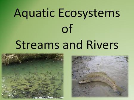 Aquatic Ecosystems of Streams and Rivers. I. Life in the Streams A.Plants and animals living in the fast moving water of streams and rivers have developed.