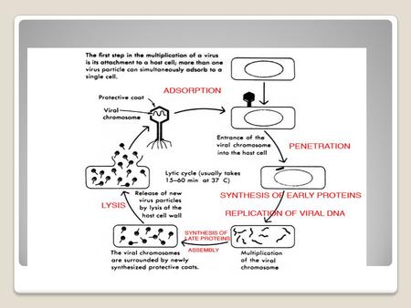 Lytic cycle. Lysogenic Cycle Chapter 18 & 19 Bacteriophage Capsid Host Cell Lysogenic Cycle Lytic Cycle Prion Provirus Retrovirus Reverse Transcriptase.