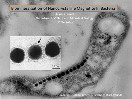 25 nm Images: D. Schuler (inset), T. Beveridge (background) Biomineralization of Nanocrystalline Magnetite In Bacteria Arash Komeili Department of Plant.