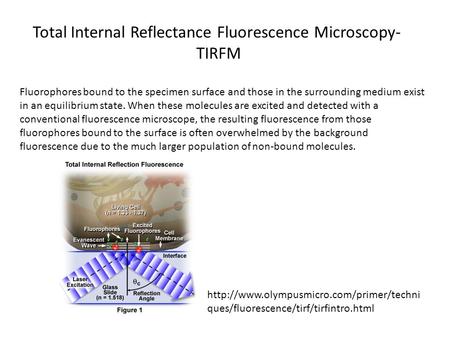 Fluorophores bound to the specimen surface and those in the surrounding medium exist in an equilibrium state. When these molecules are excited and detected.