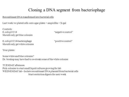 Cloning a DNA segment from bacteriophage Recombinant DNA transformed into bacterial cells Last week we plated cells onto agar plates + ampicillin + X-gal.