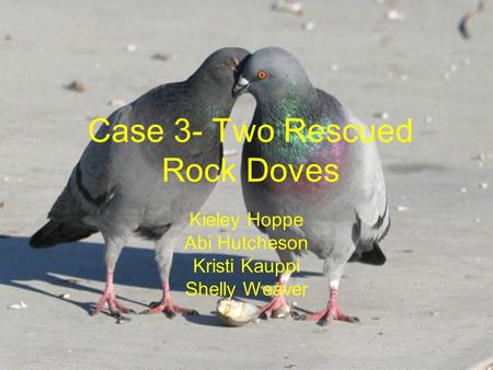 Case 3- Two Rescued Rock Doves Kieley Hoppe Abi Hutcheson Kristi Kauppi Shelly Weaver.