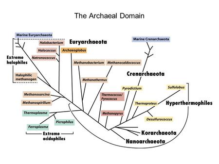 The Archaeal Domain. Estimated global production of methane 10 9 tons/yr. A cow can produce 100 liters of methane a day. Methane is an important greenhouse.