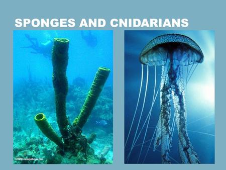 Sponges and Cnidarians