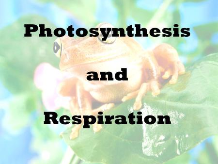 Photosynthesis and Respiration