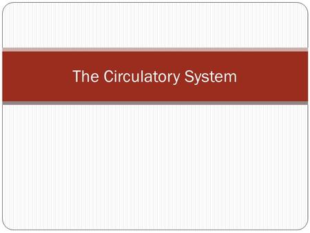 The Circulatory System