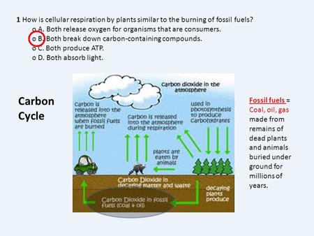 o A. Both release oxygen for organisms that are consumers.