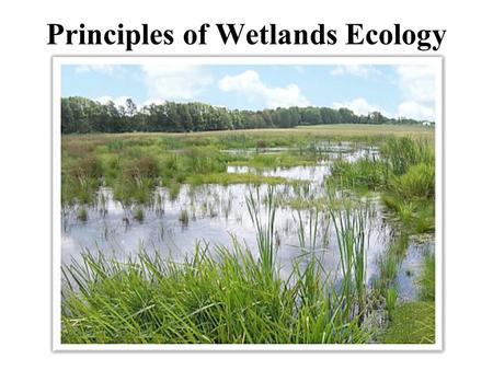 Principles of Wetlands Ecology. Topics covered in this lecture Wetland status and trends, causes of losses. Definitions and criteria used to identify.