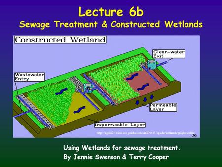 Lecture 6b Sewage Treatment & Constructed Wetlands Using Wetlands for sewage treatment. By Jennie Swenson & Terry Cooper