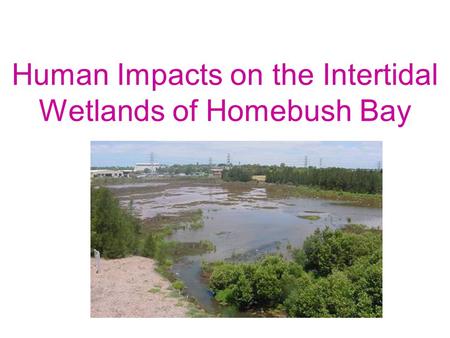 Human Impacts on the Intertidal Wetlands of Homebush Bay