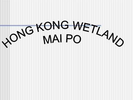 What are wetlands? Transitional zone between permanently wet and generally dry environments Support a large variety of plant and animal species Can.