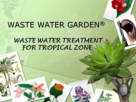 WASTE WATER TREATMENT FOR TROPICAL ZONE