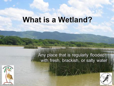 What is a Wetland? Any place that is regularly flooded with fresh, brackish, or salty water.