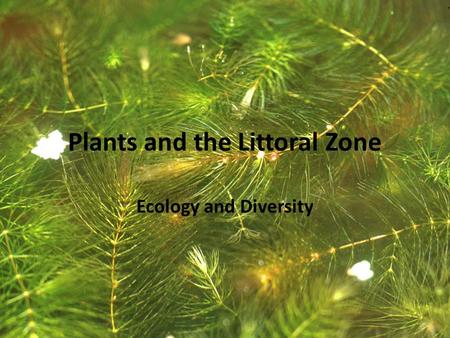 Plants and the Littoral Zone Ecology and Diversity.