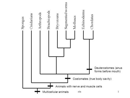 Fossils & Evolution—Cnidaria1 Sponges Cnidarians Arthropods Brachiopods Bryozoans Segmented worms Molluscs Echinoderms Chordates Multicellular animals.