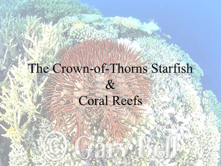 The Crown-of-Thorns Starfish & Coral Reefs. Introduction Outbreaks of crown-of-thorns starfish (Acanthaster planci) have been a major issue on the Great.