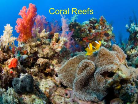 Coral Reefs. Coral Reef Formation Scleractinian Coral Polyps Scleractinia = stony, hard corals Coral polyps can be solitary or colonial –Solitary forms.