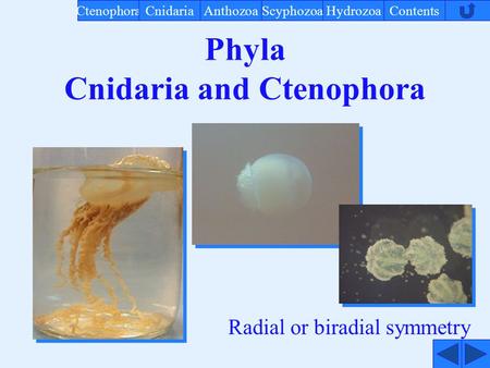 Phyla Cnidaria and Ctenophora