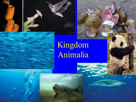 Kingdom Animalia.