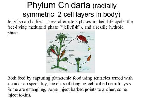 Phylum Cnidaria (radially symmetric, 2 cell layers in body) Jellyfish and allies. These alternate 2 phases in their life cycle: the free-living medusoid.