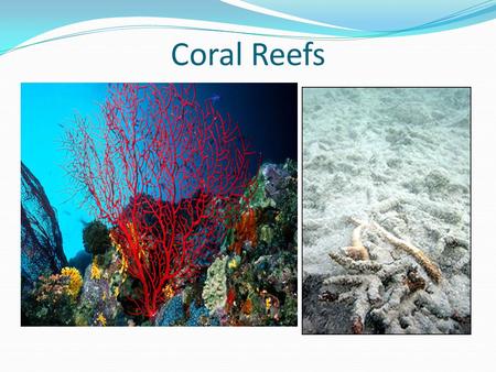 Coral Reefs.