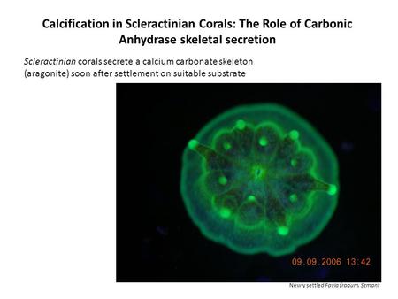 Calcification in Scleractinian Corals: The Role of Carbonic Anhydrase skeletal secretion Scleractinian corals secrete a calcium carbonate skeleton (aragonite)