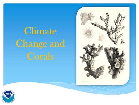 Climate Change and Corals.  Are they plants?  Are they animals?  Are they rocks? What are Corals?