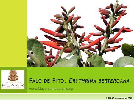 P ALO DE P ITO, E RYTHRINA BERTEROANA © FLAAR Mesoamerica 2011 www.Maya-ethnobotany.org.