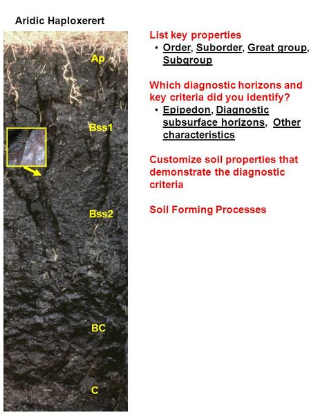 Aridic Haploxerert Ap Bss2 BC C Bss1 List key properties Order, Suborder, Great group, Subgroup Which diagnostic horizons and key criteria did you identify?