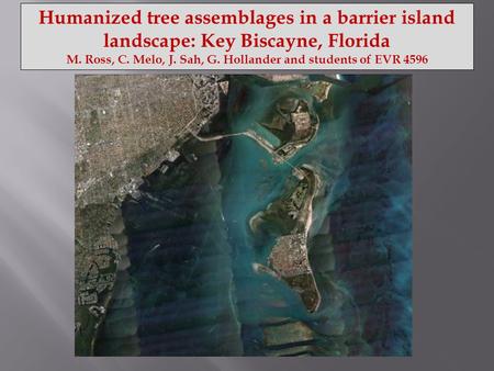 Humanized tree assemblages in a barrier island landscape: Key Biscayne, Florida M. Ross, C. Melo, J. Sah, G. Hollander and students of EVR 4596.