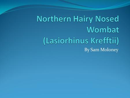 By Sam Moloney. Biology Diet: there diet consists native grasses, scattered eucalypts and acacias, and patches of scrub. Appearance: heavily built, with.