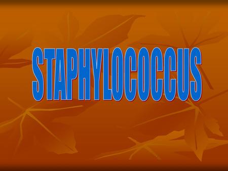 .. Staphylococci are gram positive cocci, Staphylococci are gram positive cocci, Occur in grape like clusters, Occur in grape like clusters, In Greek;