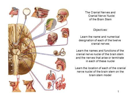 Learn the name and numerical designation of each of the twelve