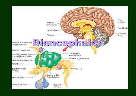 DiencephalonDiencephalon. HypothalamusHypothalamus.