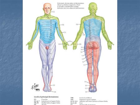 Autonomic Nervous System Chapter 14 Autonomic Nervous System.