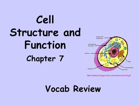 Cell Structure and Function Chapter 7